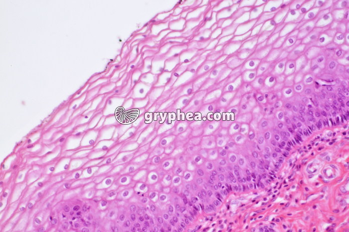 Muqueuse vaginale x100 - gryphea.com